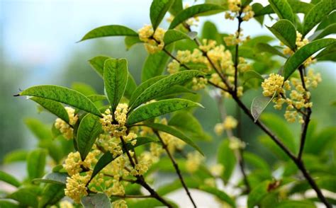 桂花種植土壤|桂花